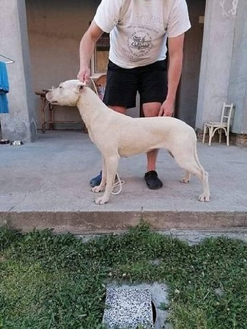 Dogo Argentino, odrasli psi Slika 