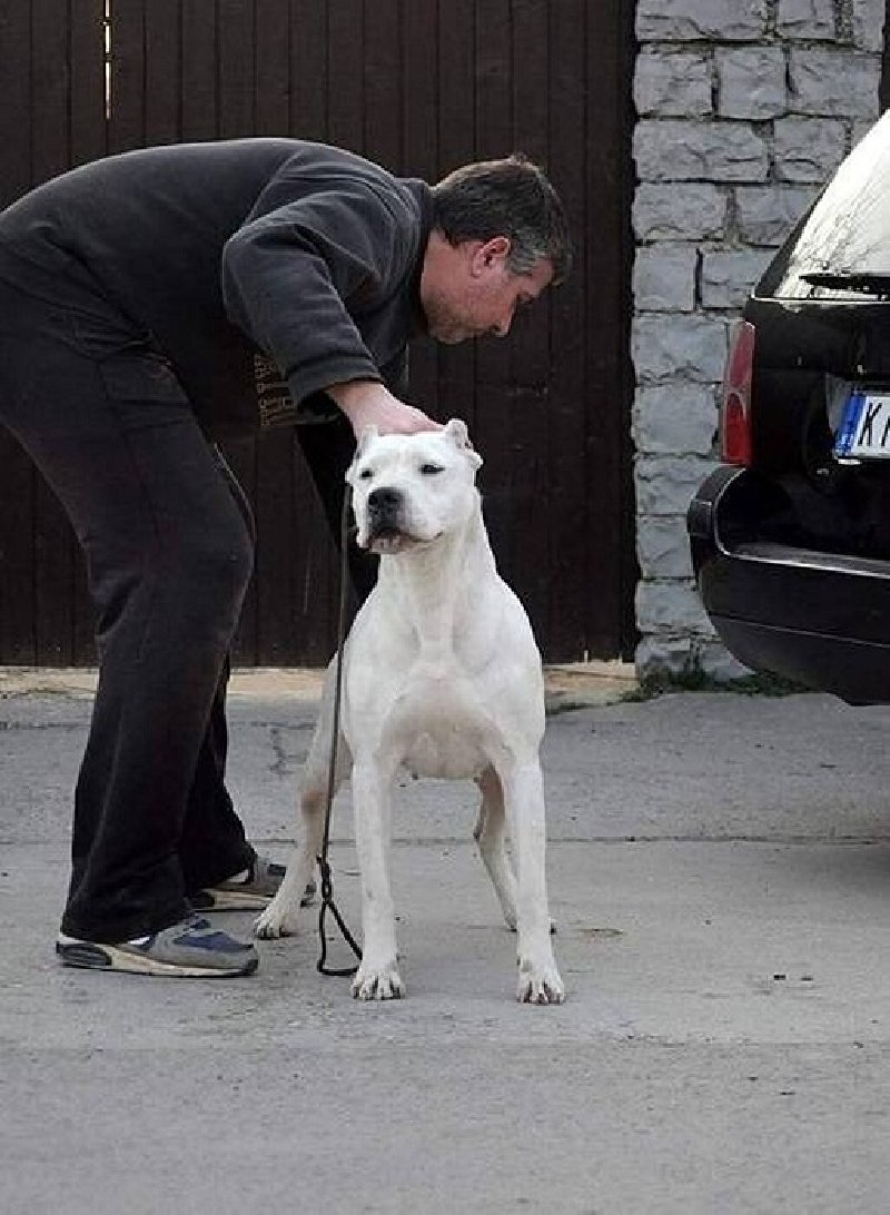 Dogo Argentino, odrasli psi Slika 