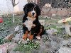 Bernski Planinski Pas zenkica na prodaju ponuda Kućni ljubimci