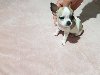 Mini chihuahue princess ponuda Kućni ljubimci