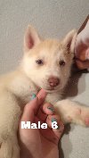 Siberian husky puppy - sibirski haski stenci ponuda Kućni ljubimci
