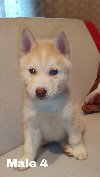 Sibirski haski stenci siberian husky puppy potreba Kućni ljubimci