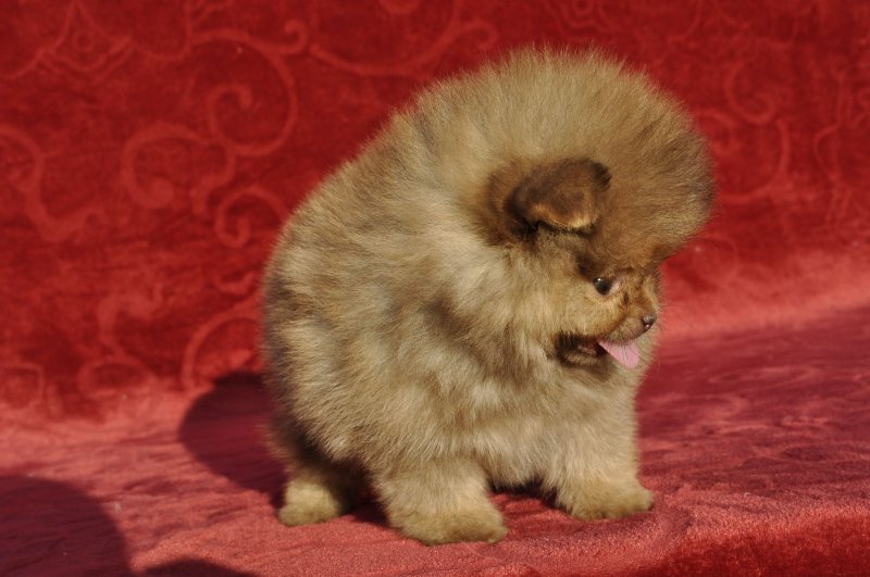 Pomeranian bebe Slika 