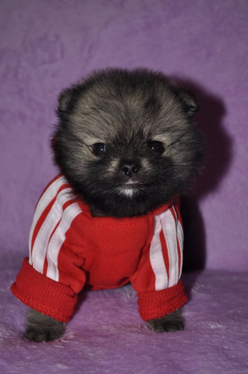 Pomeranian bebe Slika 