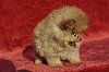 Pomeranian bebe ponuda Kućni ljubimci