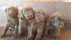 Cokoladni stenci Labradora na prodaju ponuda Kućni ljubimci