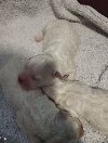 Kovrdžavi bison ponuda Kućni ljubimci Kovrdžavi bison ponuda Kućni ljubimci