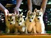 Sibirski Haski štenci ponuda Kućni ljubimci