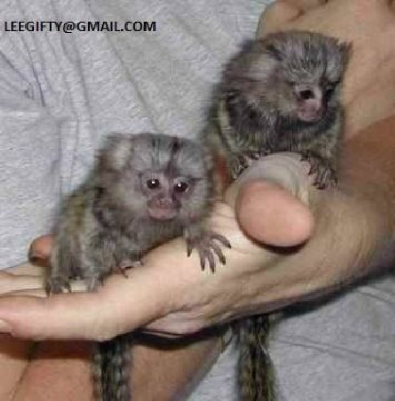 Prodajem majmune prstaste bebe marmozeta Slika 