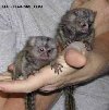 Prodajem majmune prstaste bebe marmozeta potreba Kućni ljubimci