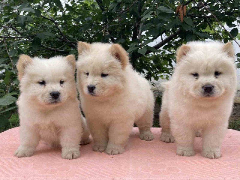 Na prodaju štenci ČAU-ČAU, bele boje Slika 