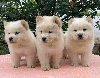 Na prodaju štenci ČAU-ČAU, bele boje ponuda Kućni ljubimci