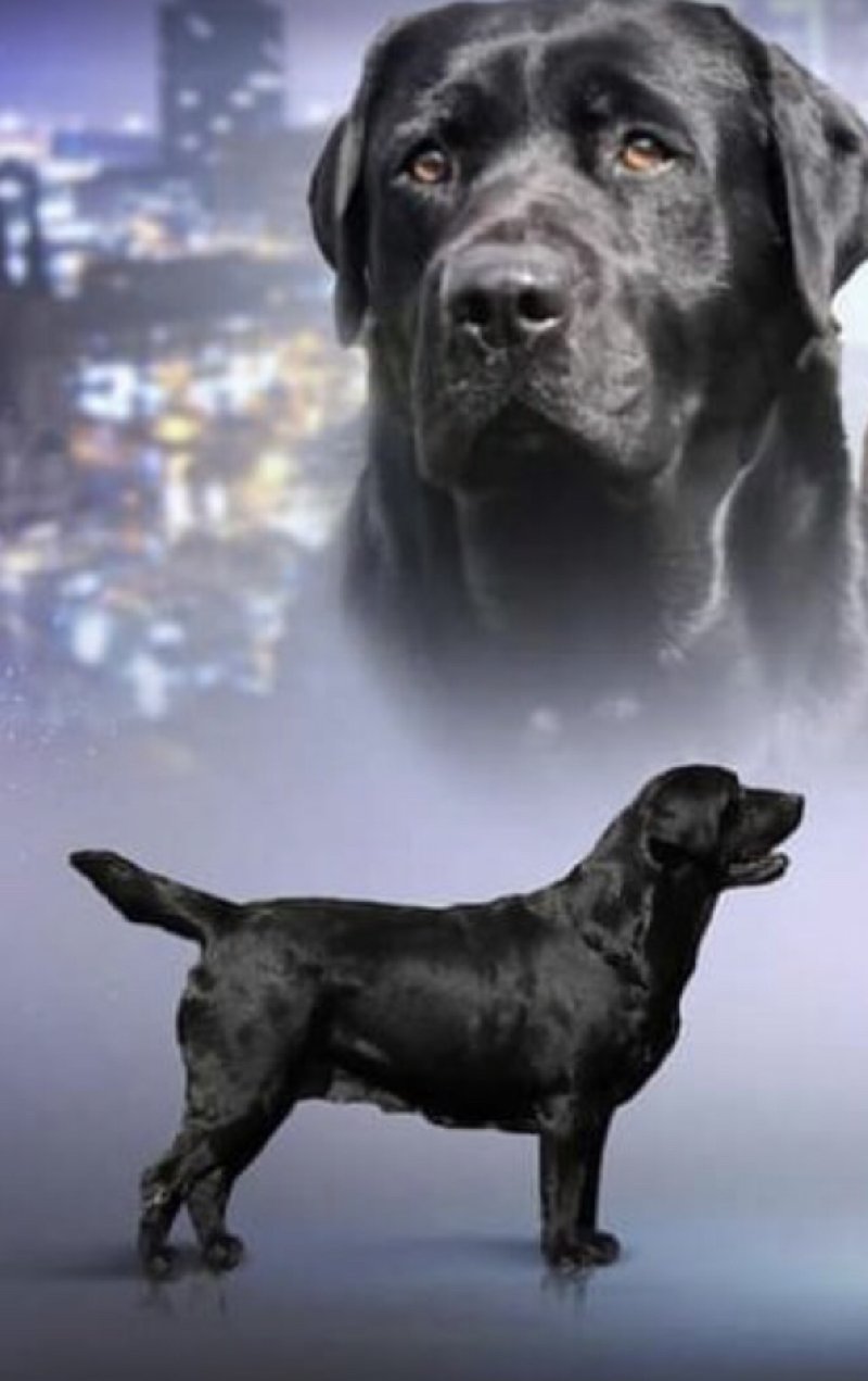 Labrador retriver štenci Slika 