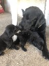 Labrador retriver štenci ponuda Kućni ljubimci