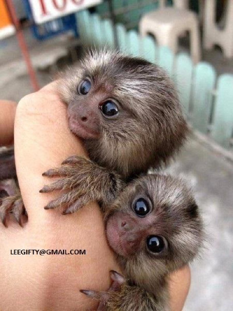 Prodaju se bebe marmozeta majmuna Slika 