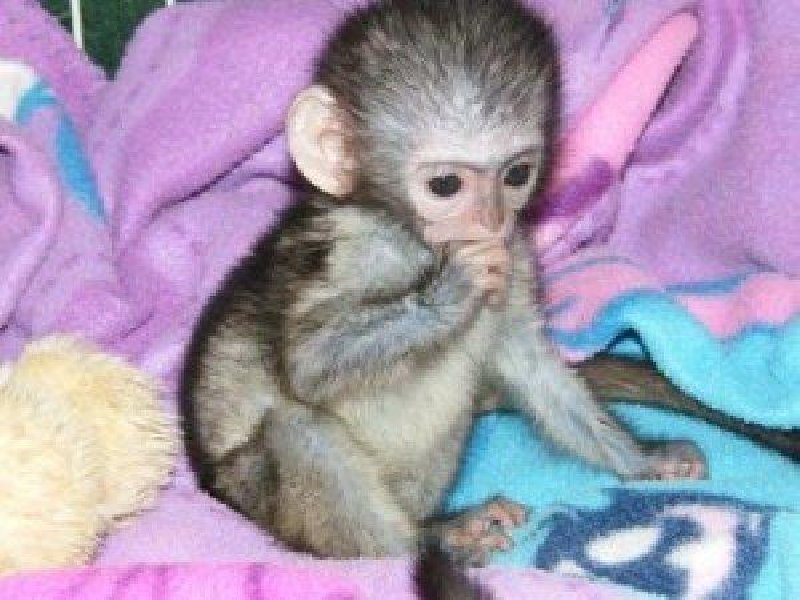 Prodajem zdrave bebe kapucin majmuna Slika 