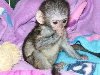 Prodajem zdrave bebe kapucin majmuna potreba Kućni ljubimci