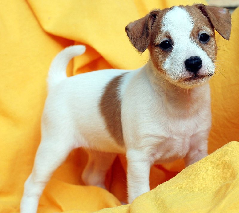 Jack Russell  Terrier Slika 