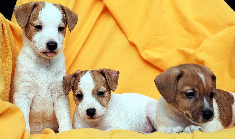 Jack Russell  Terrier Slika 
