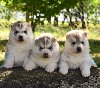 Sibirski Haski štenci potreba Kućni ljubimci
