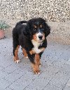 Bernski Planinski pas kucici na prodaju potreba Kućni ljubimci