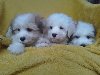 Coton de tulear (Tulearski pas) štenci potreba Kućni ljubimci