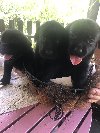 Labrador retriver štenci potreba Kućni ljubimci