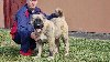 Kavkaski ovčar štenci ponuda Kućni ljubimci