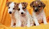 Jack Russell Terrier/Džek Rasel terijer ponuda Kućni ljubimci