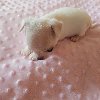 Princess mini chihuahuas ponuda Kućni ljubimci
