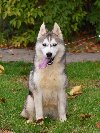 Sibirski Haski žensko štene potreba Kućni ljubimci