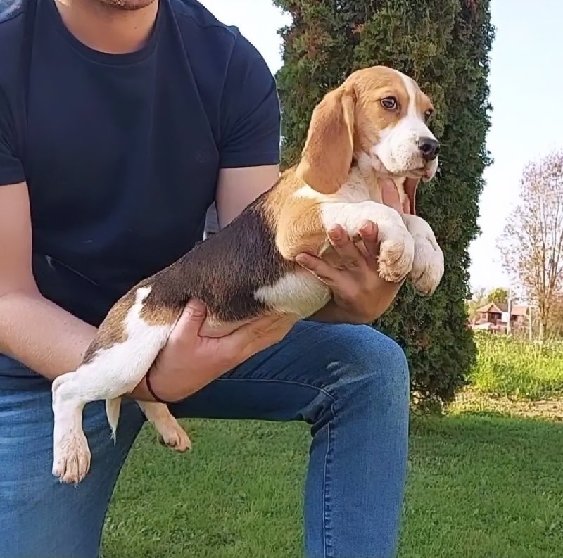 Big (Beagle) stenci Slika 