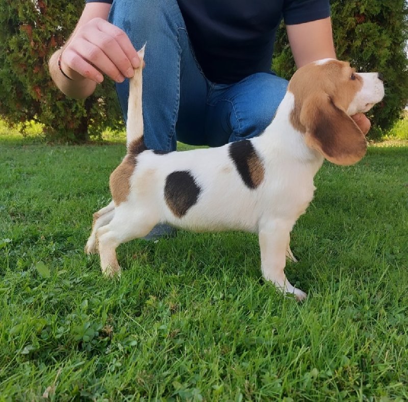 Big (Beagle) stenci Slika 