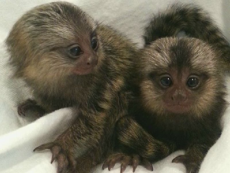 Prodaju se bebe marmozet majmuna prijateljskih prs Slika 