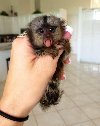 Prodajem socijalizirane bebe marmozeta majmuna. potreba Kućni ljubimci