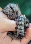 Prodaju se bebe marmozeta majmuna potreba Kućni ljubimci