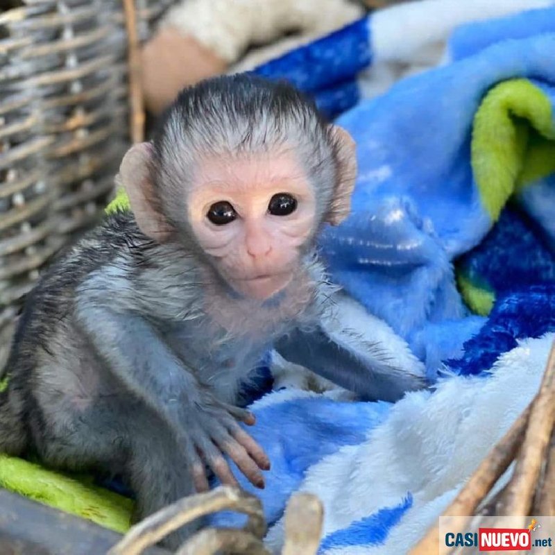 Prodajem zdrave bebe kapucin majmuna. Slika 