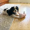 Cavalier King Charles štenci na prodaju ponuda Kućni ljubimci Cavalier King Charles štenci na prodaju ponuda Kućni ljubimci