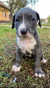 American Pit Bull Terrier (Blueline & Lilac) ponuda Kućni ljubimci
