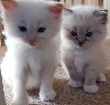 Domaći odgojeni Ragdoll Kittens ponuda Kućni ljubimci