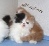 Prelijepi Perisanski mačići potreba Kućni ljubimci