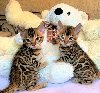 Prekrasni bengalski mačići ponuda Kućni ljubimci