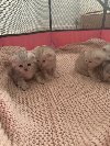 Pokloni Scottish Fold Kittens ponuda Kućni ljubimci