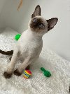 Dostupni kvalitetni sijamski mačići potreba Kućni ljubimci