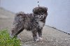 Japanska akita, štenci potreba Kućni ljubimci