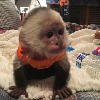 Majmun kapucin dostupan za Božić ponuda Kućni ljubimci