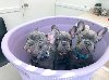 Na prodaju super slatki štenci francuskog buldoga ponuda Kućni ljubimci