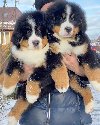 Bernesse planinski štenci na prodaju potreba Kućni ljubimci