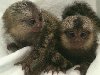 9 tjedana stara beba marmozet majmuna za Božić potreba Kućni ljubimci