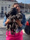 Napuljski Mastif štenci ponuda Kućni ljubimci